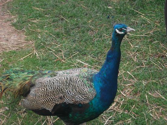 Willow Tree Family Farm